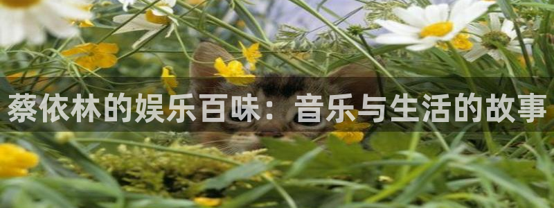 新宝5.com：蔡依林的娱乐百味：音乐与生活的故事